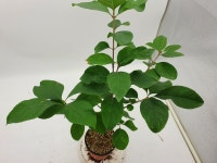 이팝나무 분재 인테리어식물 카페화분 키우기쉬운식물 : 토종식물농장