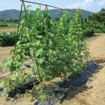텃밭 지지대 토마토 오이 강남콩 야채 채소 지주대 넝쿨 식물 등반 그물포함 : 마켓MJ