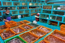 홍콩 애버딘 수산시장 투어 : 뜨거운청춘