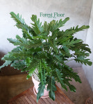 제나두 셀렘 (대), 필로덴드론 셀로움 이태리토분 공기정화식물 인테리어식물 : Forest Floor