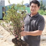 철쭉나무 영산홍나무 30-40cm 개화주 3년생 사철 연산홍 묘목 울타리 : 한밭농원