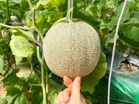무농약 친환경 고당도 샤샤 메론 멜론 가정용 선물용 2 5 6 수 : 옥도면 수산