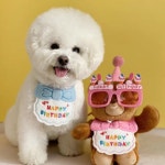 빠른직구D 애완 동물 고양이 개 파티 생일 모자 턱받이 강아지 slobber 스카프 : 펫박스
