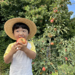청송 달달 농원 햇 부사 꿀 사과 5kg : 청송 달달농원