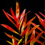 [AD] 루드위지아 10줄기 (이끼 달팽이 알 100% 제로) 무균 중경 후경수초 어항초보 : 용꼬기아쿠아