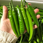 청양고추 땡초 150g 300g 500g : 금성농산