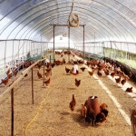 노계닭 폐계 chicken (생닭) 1.3kg 이상 : 계룡 유통