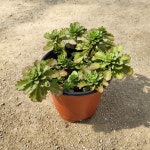 백두산기린초 10cm 포트 세덤 다육이 야생화 : 처인가든센터