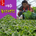 [여수돌산애] 돌산생갓 전라도 여수 돌산갓 5kg 10kg 돌산 생갓 여수갓 생여수갓 갓김치 갓절임 갓물김치 청갓 김장갓 : 아마빌레amabile