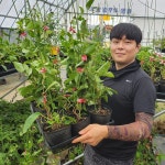 다래나무묘목 왕다래 용성2호삽목2년포트 : 나무키움묘목농원