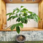 커피나무 중품 80-1000cm : 무지개정원