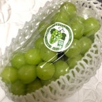 프리미엄 제철 샤인머스켓 김천 씨없는 청포도 망고 포도 선물세트 뚱뚱이 : 조선팔도 농수산