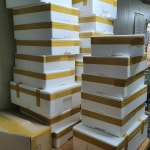 공심채 GAP인증 청정 국산 신선채소 2kg : 처음농장