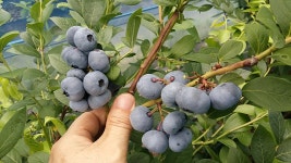 블루베리 묘목 3년생 탑쉘프 2주 : 허바우팜마트