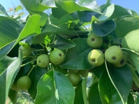 신고배 7.5kg 선물용(대형,중형,소형)  GAP인증 : 세종뿌나농장