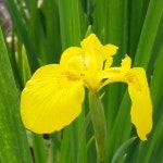 노랑꽃창포 1kg 야생화씨앗 : 경아농장