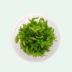 틔움 로탈라 난세안 간편하고 신선한 액체 조직배양 수초 : TheTium