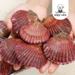 제철 통영 홍가리비 1kg 비단가리비 친절한어부씨 : 친절한어부씨