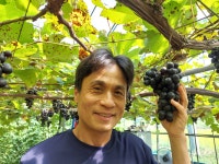 유기농샤인머스캣2kg 하우스재배 부드러운머스캣향 입안가득 당일수확 직송 신선함을그대로 : 하늘재농원