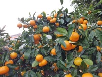 맛있는 서귀포귤 5kg,10kg : 제주장용팜