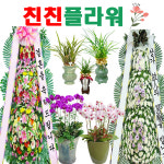 화환 근조화환 축하화환 개업 화분 장례식 결혼식 승진 동양란 전국당일꽃배달 : 친친플라워