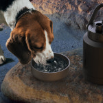 (2L) 캐나다 아소부 스테인레스 보온보냉 캠핑 휴대용 물병 (실리콘 보울 포함) : 제라미펫