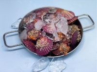 통영 제철 홍 비단 가리비 1kg 3kg 국내산 황금 : 고기바다냉장고