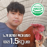 노계 폐계닭 chicken 특대 (생닭) 3마리 (1.5kg내외) : 계룡 유통