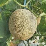 초고당도 고창 머스크 멜론 특대과 1통 3kg 내외 : 제철로드