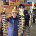 진심 영광굴비 20미 세트 : 갑을농수산