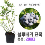 깨비농장 신품종 특대 블루베리 묘목 2~3년생 / 블루베리 나무 : 탑바이오