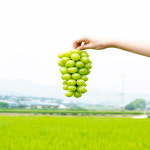 [달디아] 샤인머스켓 애플 청포도 제철 농장 고당도 망고포도 선물세트 1kg 2kg : 달디아