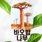 에덴플랜트 마다가스카르 바오밥 나무 오리지날 어린왕자 공기정화 생명의나무 수입 희귀식물 : 에덴플랜트