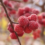 밀양 꾸지뽕 열매즙 60포 100ml 꾸지뽕즙 산따담 꾸지담다 : 산따담