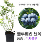 깨비농장 신품종 특대 블루베리 묘목 2~3년생 / 블루베리 나무 : 탑바이오
