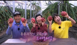 제주부영농원-무농약 친환경레드용과  제주용과 홍용과 소과3kg, 특대과2kg 직판 국산 적용과 홍용과 : 제주부영농원