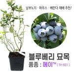 깨비농장 신품종 특대 블루베리 묘목 2~3년생 / 블루베리 나무 : 탑바이오