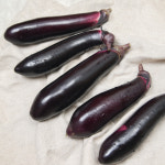못난이 가지 1kg 5kg 10kg 5키로 10키로 : 백미양식