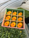 성주 꿀참외 당일수확 고당도 못난이 가정용 참외 5kg 10kg [원산지:국산(경상북도 성주군)] : 수촌농장