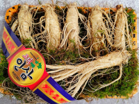 수삼선물세트 금산인삼 6년근 도매시장 강화 한채 1호 : 금산수삼센터34호