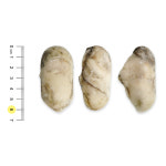 냉동굴 통영 굴 25년산 최상급 400g 팩 소포장 : 바다처럼