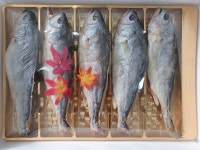 (영광  더 굴비) 보리굴비 5마리 : 영광 더굴비