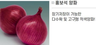홍보석 적양파 장기저장용 고구형 1000립 피피에스 : 조촌식물병원육묘장
