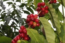 [ 상상커피랩 ] Nicaragua (니카라과)  200g : 상상커피랩