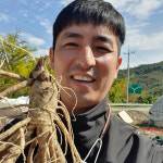 금산 인삼 수삼 대명이네 세척 홍삼용 콩난발 500g : 대명이네인삼농장