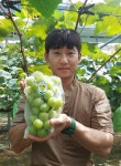 고당도 고랭지 영동 샤인머스켓 망고포도 2kg, 4kg 추석선물 선물용 알뜰실속형 가정용 : 추풍령 감골농장