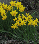 수선화 떼따떼뜨(떼떼 아 떼떼) 2구 : 소요 SOYO