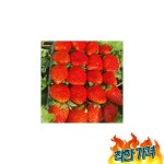 딸기 장희 산청 생딸기 특품 750g x 2팩 : 초록소리