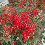 [무료배송] 조경수 남천 나무 숨쉬는 트리웰화분 묘목 h : 70cm전후 : 청양 삼인농장