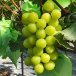 김천 고당도 샤인머스켓 프리미엄 선물세트 2kg 4kg : 윤채 농장